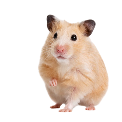 Interactive Hamster tracking cursor